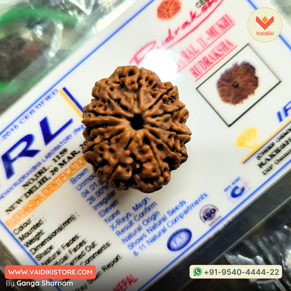 11 Mukhi Rudraksha Bead – Original Nepal Origin | For Spiritual Growth, Protection, and Divine Blessings