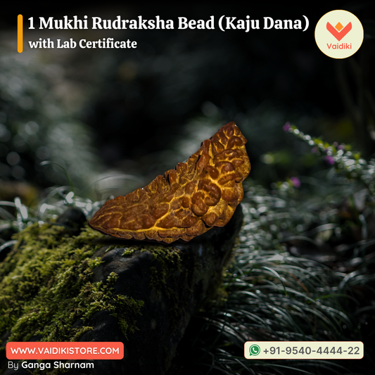 Genuine 1 Mukhi Rudraksha Bead with Lab Certificate | Spiritual Tool for Healing and Divine Connection