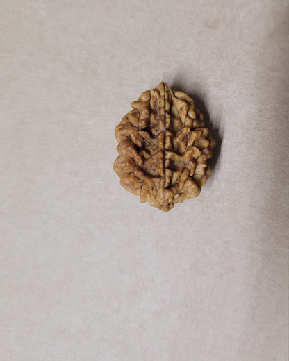 Divine 2 Mukhi Himalayan Rudraksha (Big Size) | A Sacred Symbol of Unity and Harmony