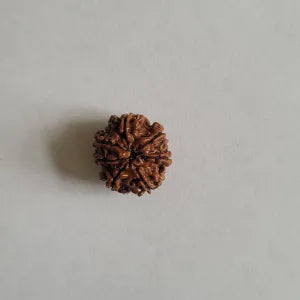 Authentic 7 Mukhi Rudraksha Bead (Nepal Origin) | Enhance Spiritual Balance and Attract Prosperity