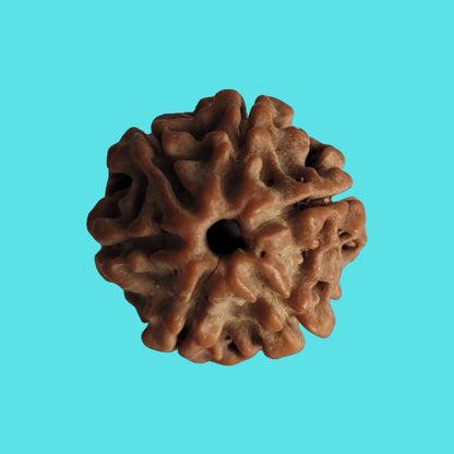 Natural 6 Mukhi Rudraksha Bead – Authentic Nepali Origin | Enhance Willpower, Emotional Balance, and Wisdom