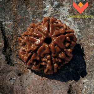 Authentic 7 Mukhi Rudraksha Bead (Nepal Origin) | Enhance Spiritual Balance and Attract Prosperity