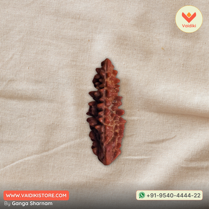 Genuine 1 Mukhi Rudraksha Bead with Lab Certificate | Spiritual Tool for Healing and Divine Connection