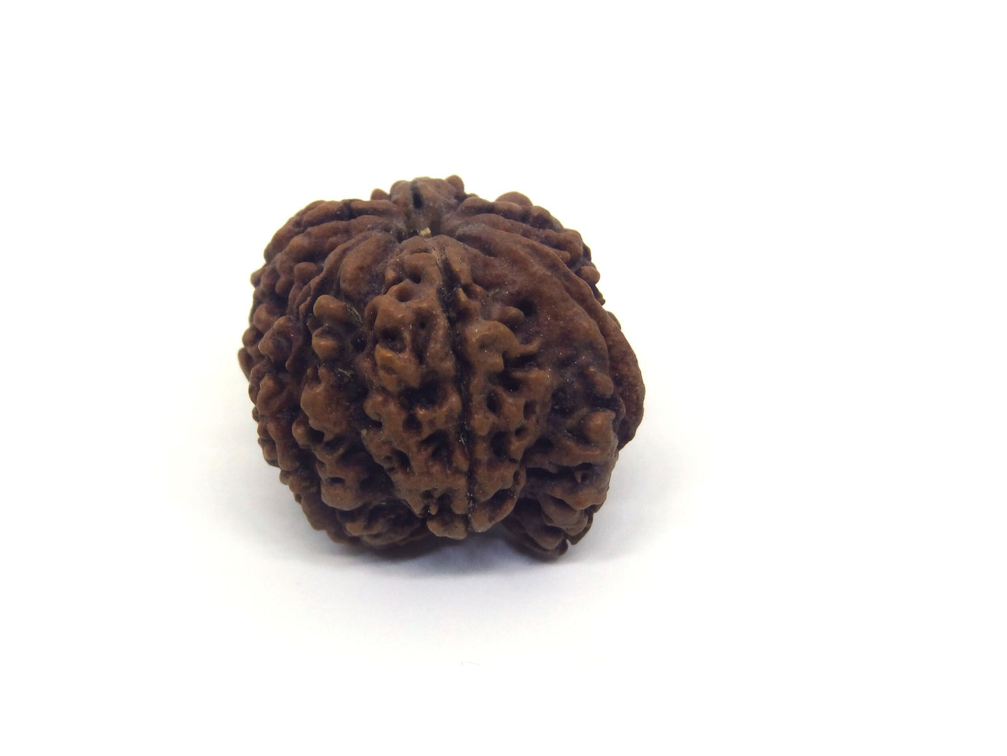 Ganesha 5 Mukhi Rudraksha (Nepal Origin) | Invoke Wisdom, Overcome Obstacles, and Achieve Inner Peace